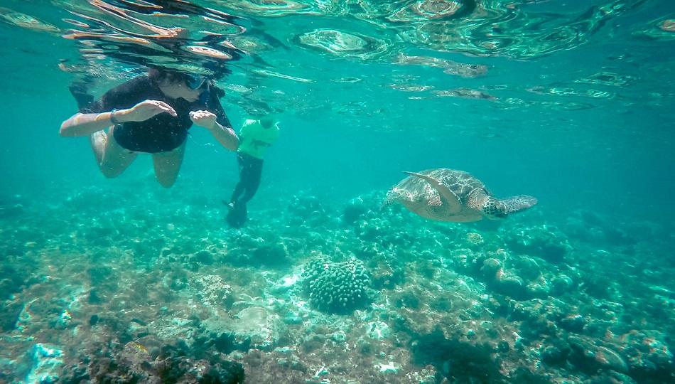 Apo Island turtle snorkeling