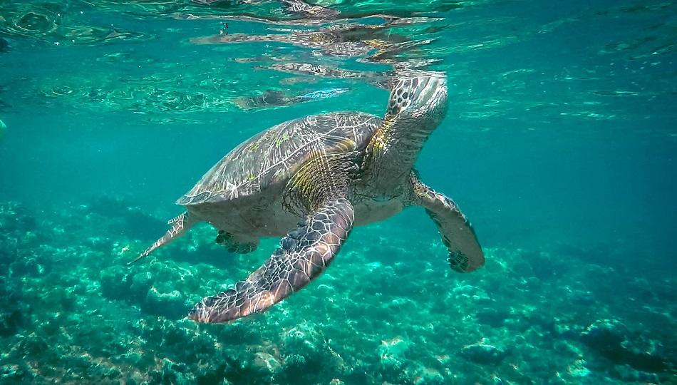Apo Island turtle