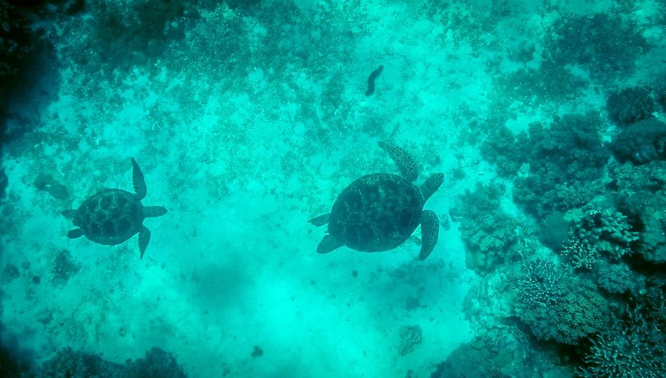 two turtles snorkeling at Apo Island, Philippines