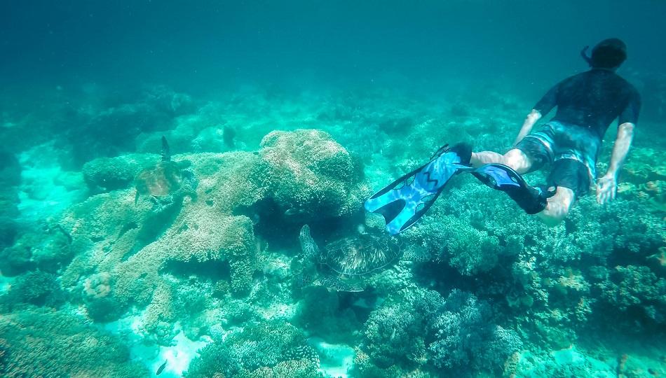 Man snorkeling with the turtles at Apo Island, Philippines