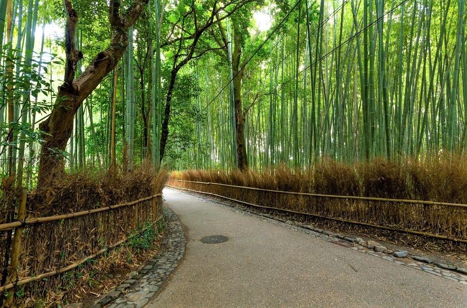 Arashiyama Bamboo Forest, Kyoto