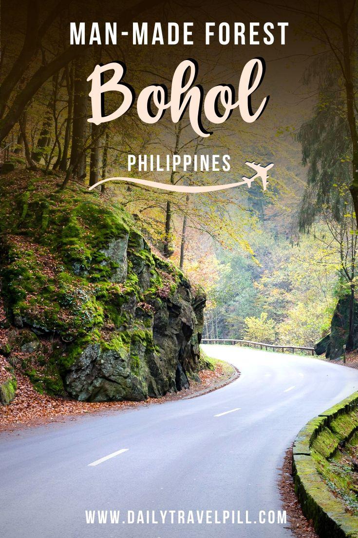 Bilar Loboc Man Made Forest in Bohol, Philippines