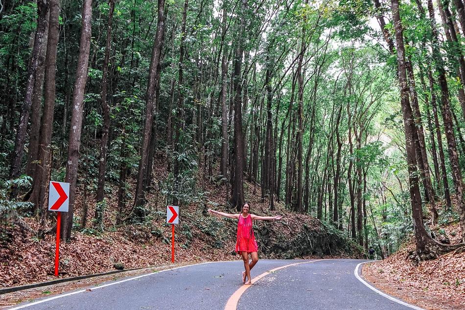 Bilar Loboc mahogany man-made forest in Bohol