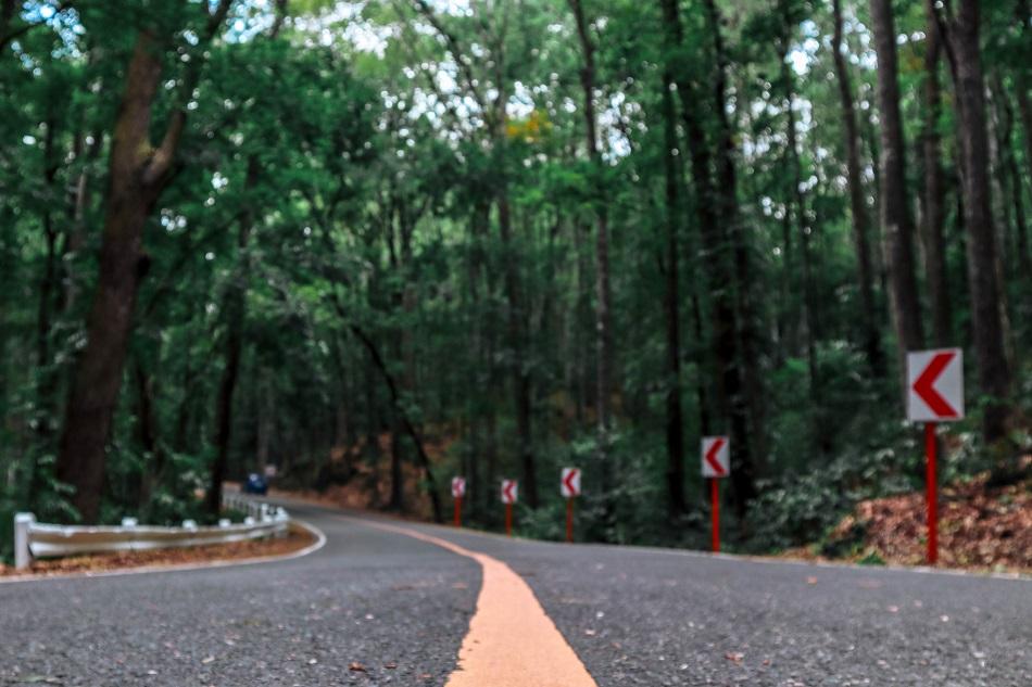 Bilar Loboc mahogany man-made forest in Bohol