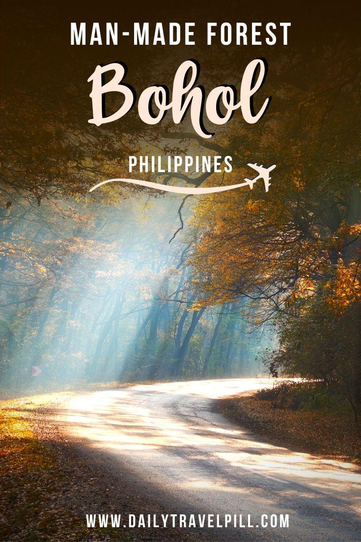 Bilar Loboc Man Made Forest in Bohol, Philippines