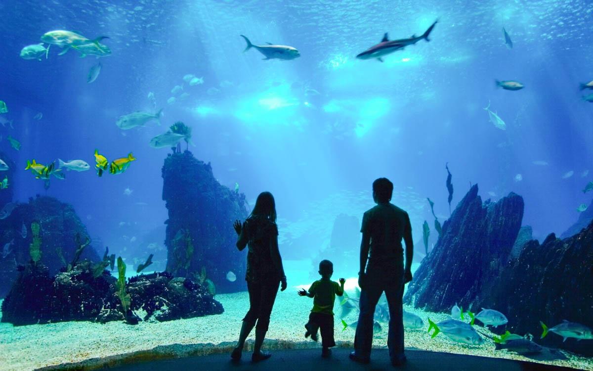 Busan Aquarium - things to do in South Korea in winter, South Korea winter activities, visiting South Korea in winter