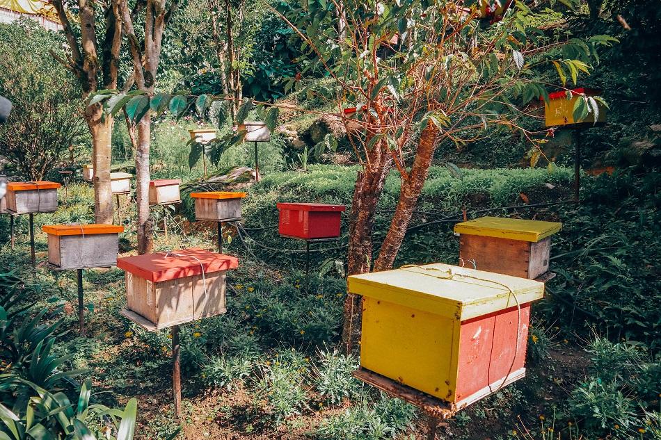 Honey bee farm in Cameron Highlands