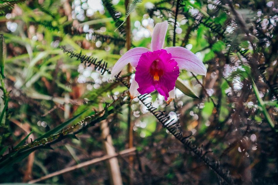Cameron Highlands wild orchid in the jungle