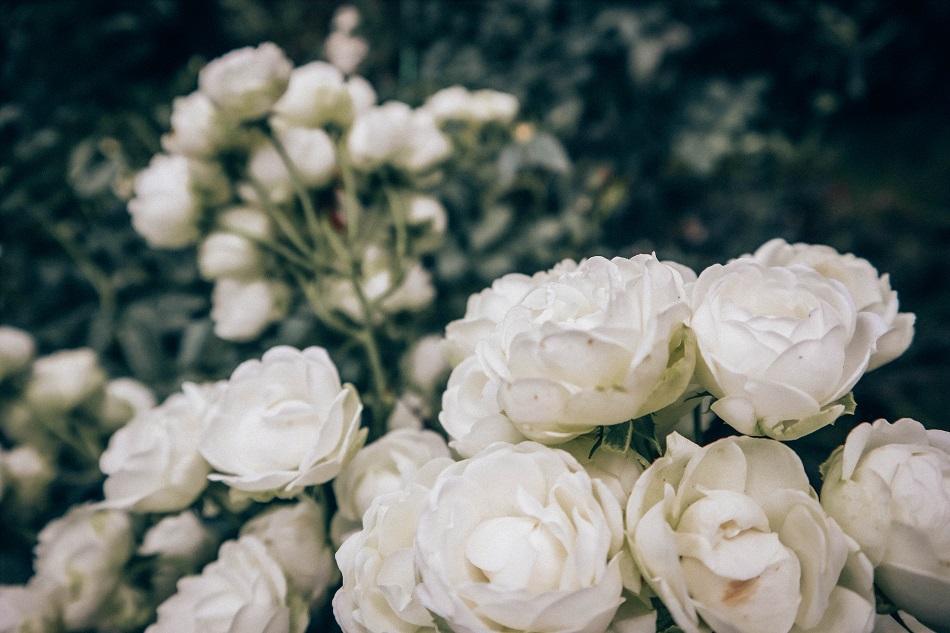 Cameron Highlands Rose Valley