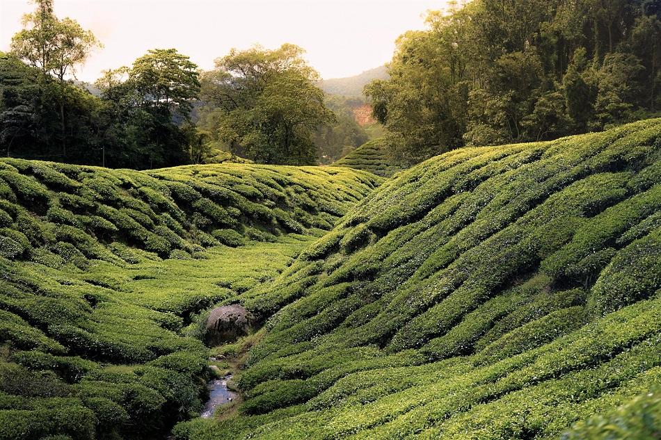 Cameron Highlands tea plantations over hills