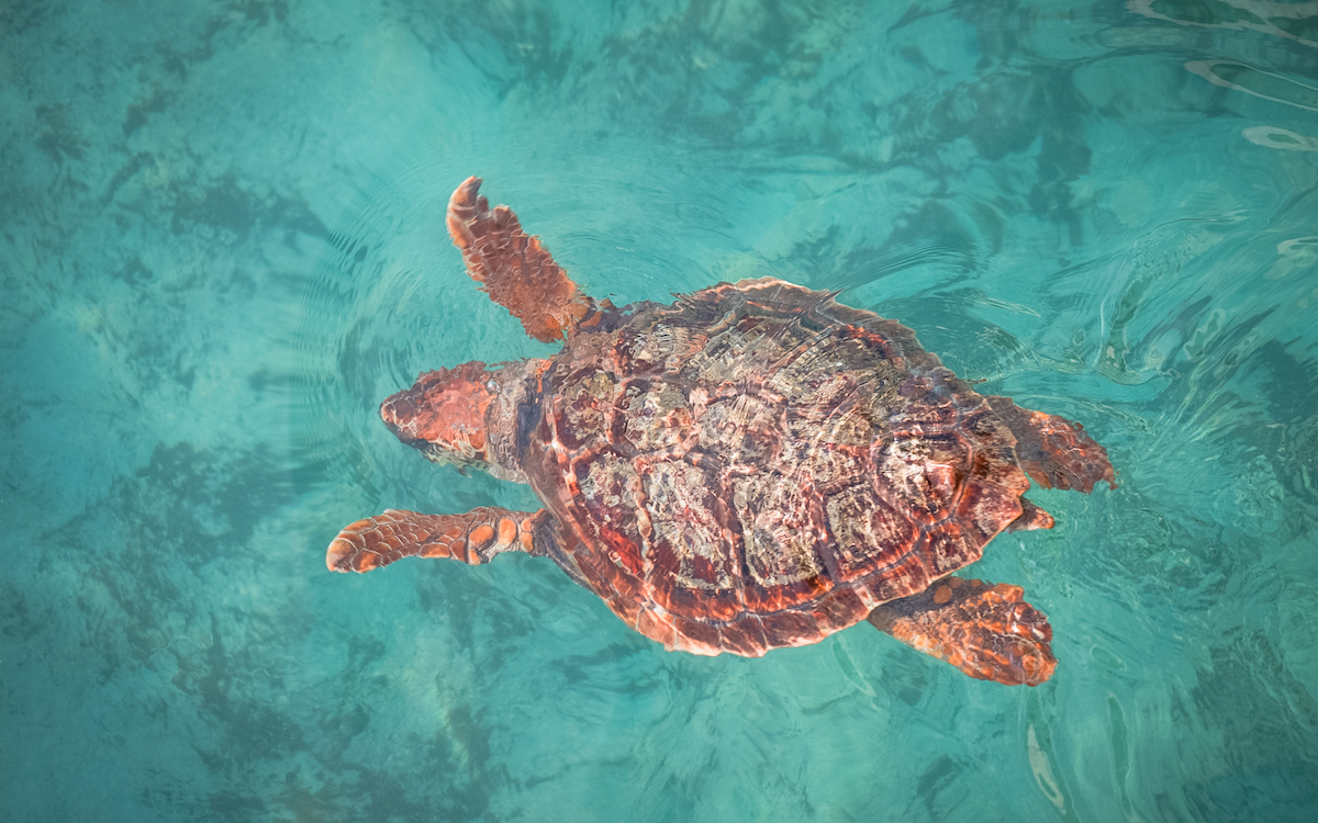 marathonisi Island zakynthos, turtle island zakynthos, zakynthos turtle snorkeling