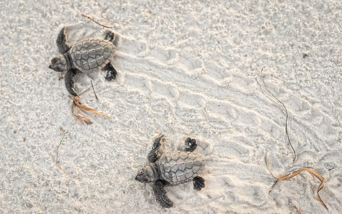 marathonisi Island zakynthos, turtle island zakynthos, zakynthos turtle snorkeling
