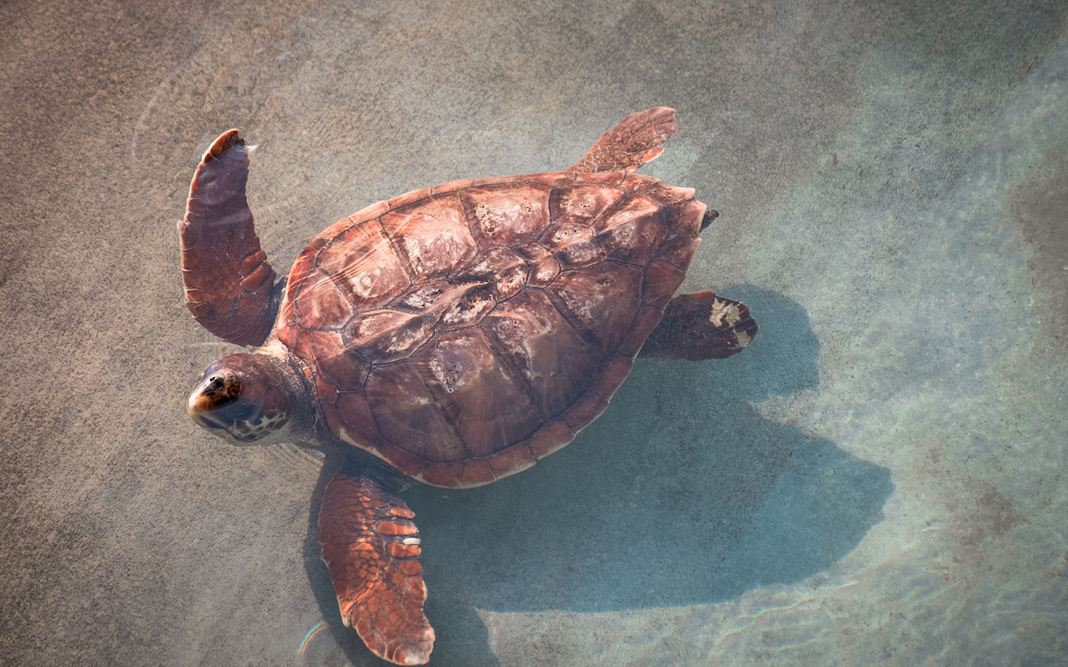 marathonisi Island zakynthos, turtle island zakynthos, zakynthos turtle snorkeling