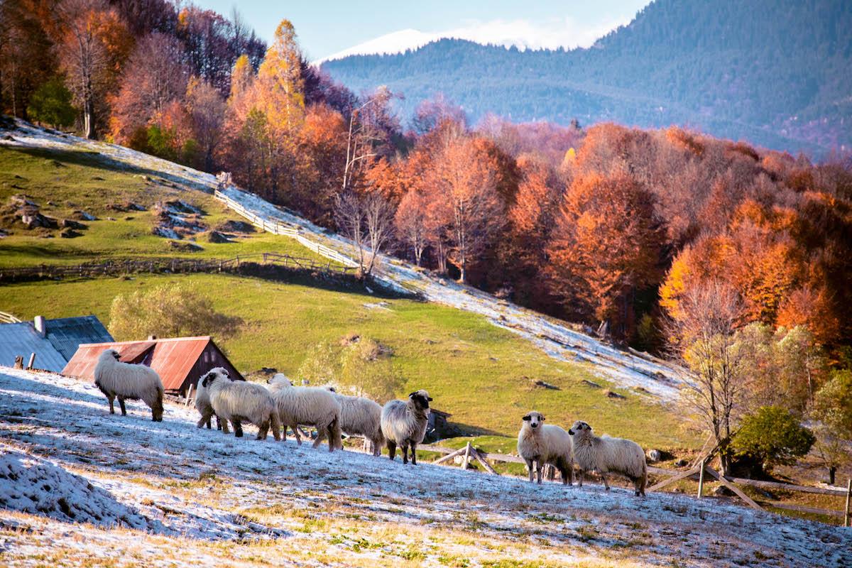 Cheile Gradistei - Fundata - village