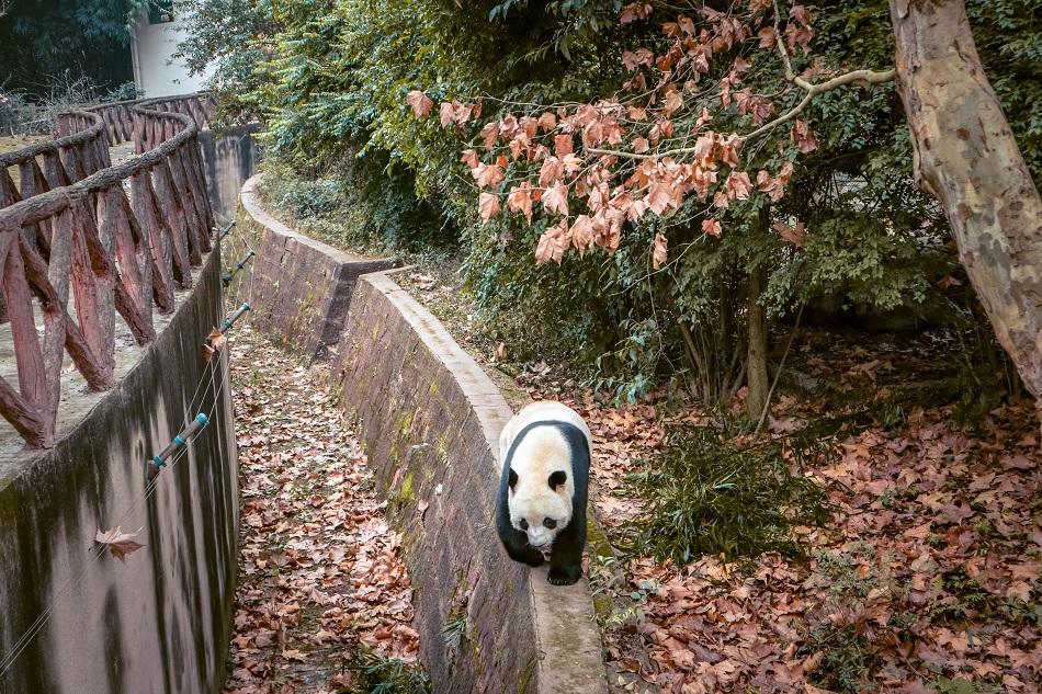 Chengdu Research Base of Giant Panda Breeding