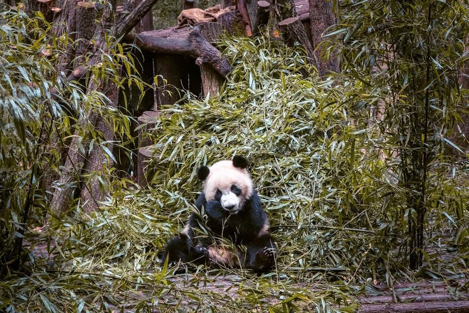 Research Base of Giant Panda Breeding, Chengdu
