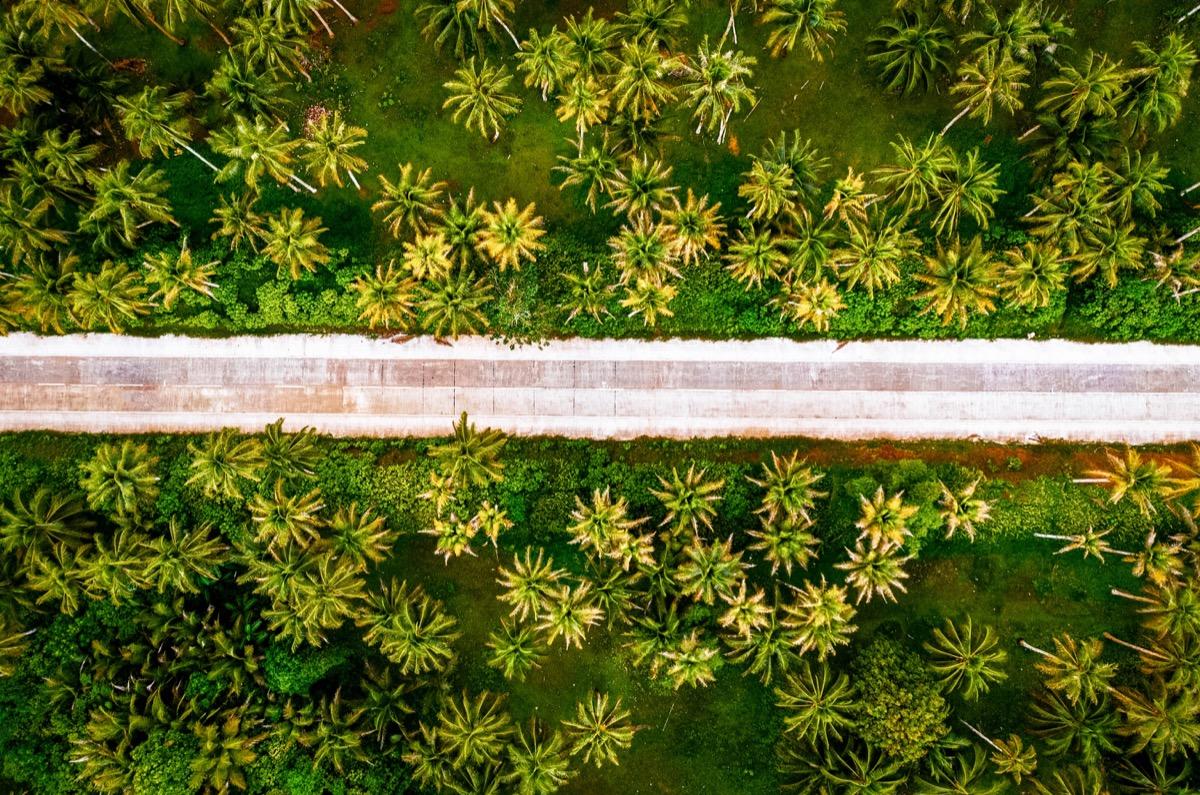 Palm tree road Siargao, Cocount Tree Road Siargao