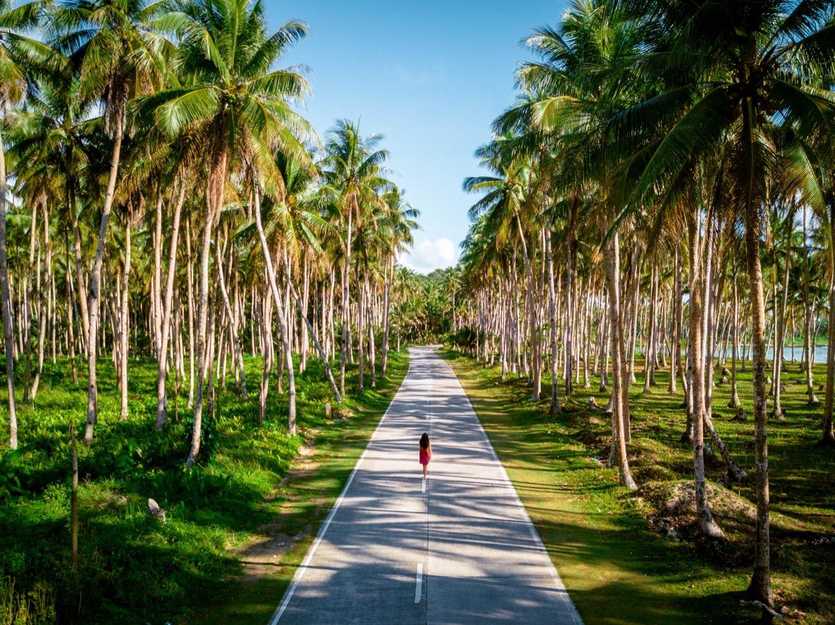 Palm tree road Siargao, Cocount Tree Road Siargao
