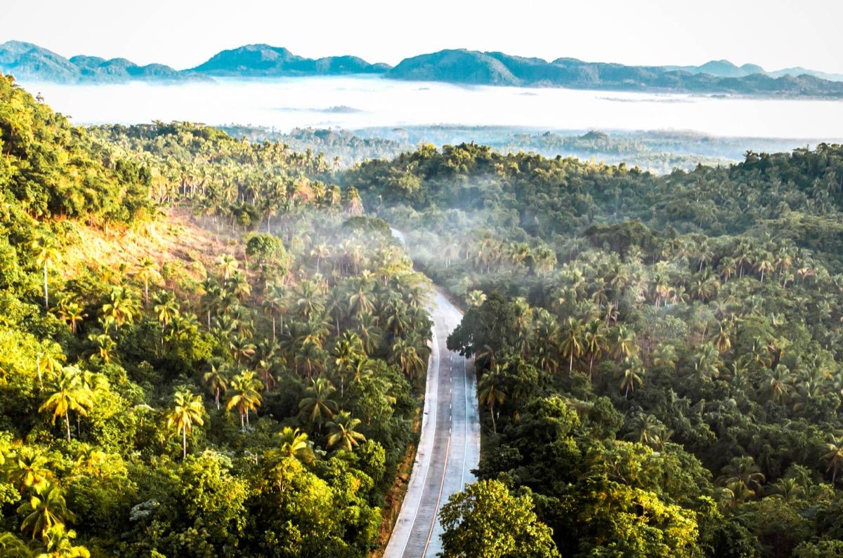 Palm tree road Siargao, Cocount Tree Road Siargao