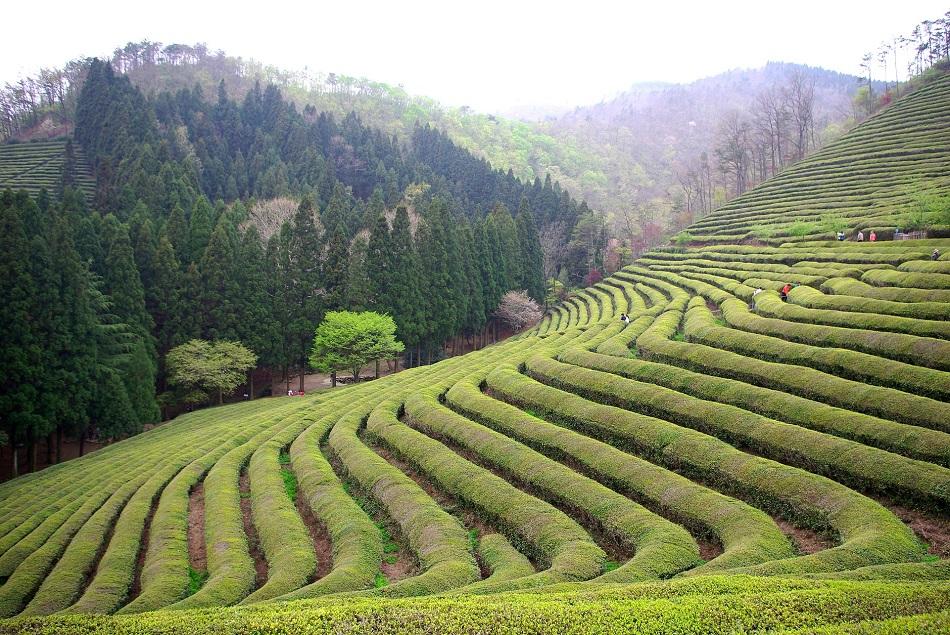 Tea plantations near Chengdu, China