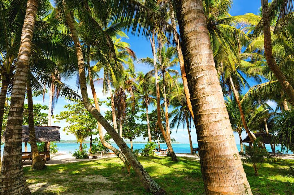 Guyam Island Siargao palm trees