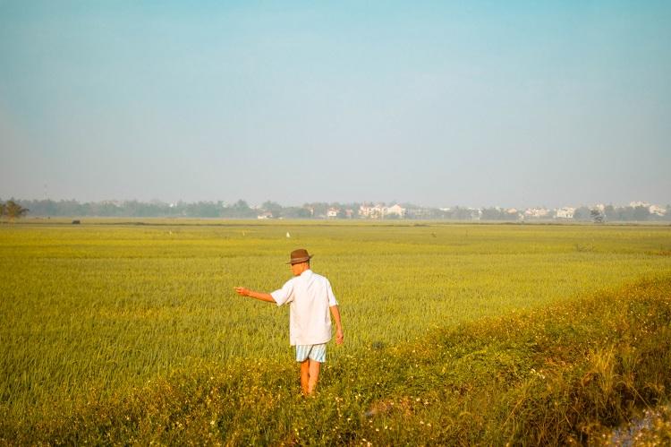 Hoi An rice fields at sunrise