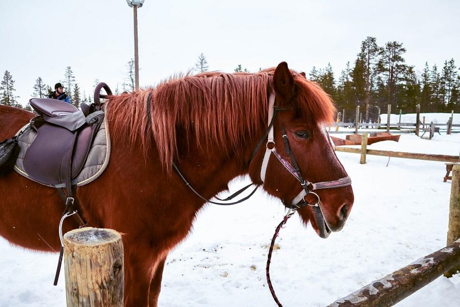 brown Finnhorse