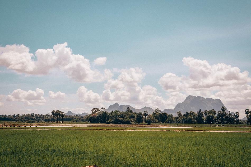 Hpa An rice fields