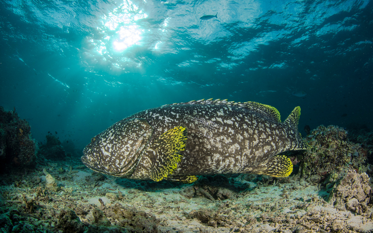 best snorkeling spots in Hurghada, best places for snorkeling in Hurghada, snorkeling in Hurghada, snorkeling places in Hurghada, Hurghada snorkeling places