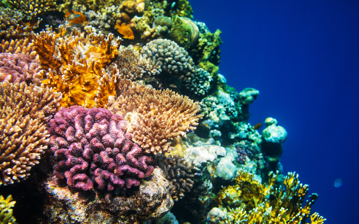 best snorkeling spots in Hurghada, best places for snorkeling in Hurghada, snorkeling in Hurghada, snorkeling places in Hurghada, Hurghada snorkeling places