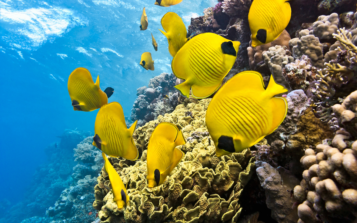 best snorkeling spots in Hurghada, best places for snorkeling in Hurghada, snorkeling in Hurghada, snorkeling places in Hurghada, Hurghada snorkeling places