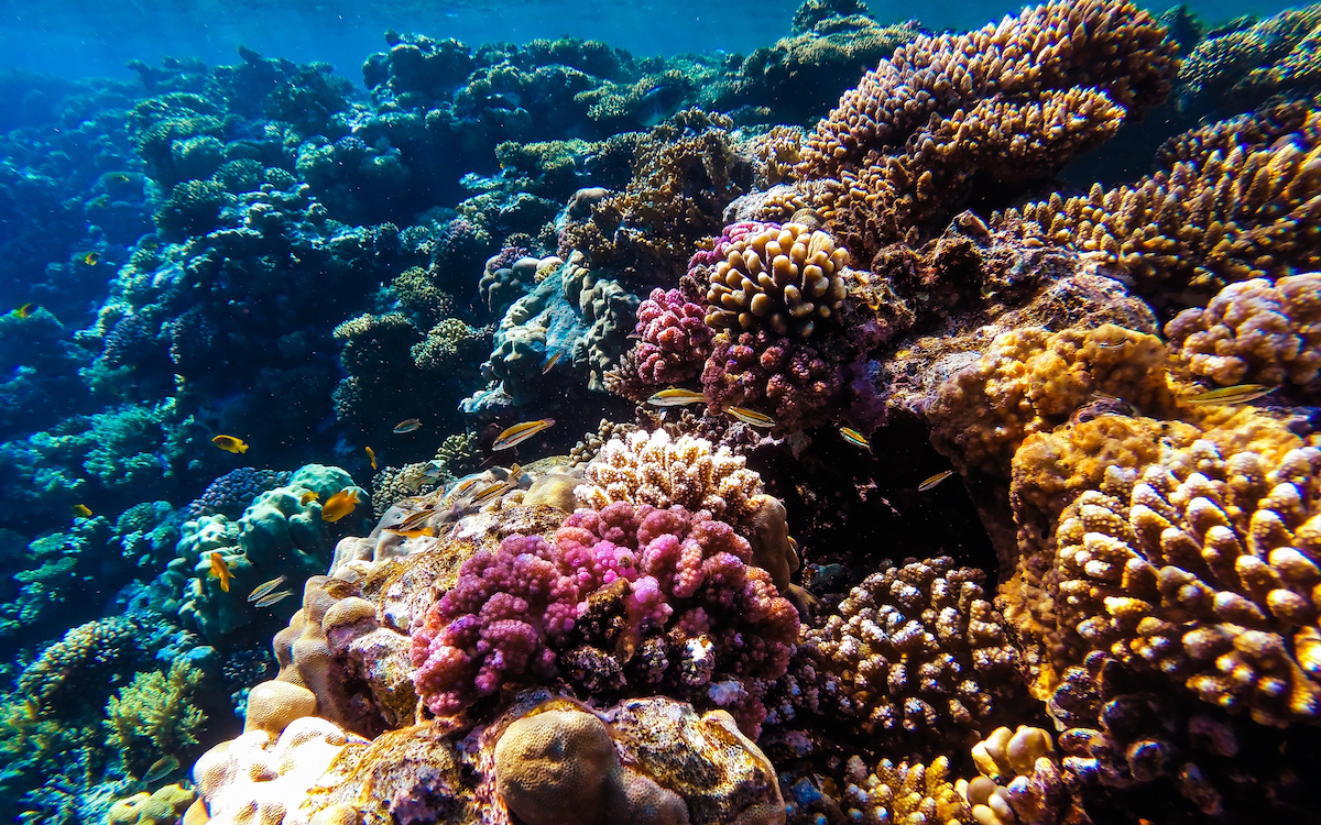 best snorkeling spots in Hurghada, best places for snorkeling in Hurghada, snorkeling in Hurghada, snorkeling places in Hurghada, Hurghada snorkeling places