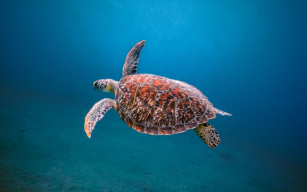 best snorkeling spots in Hurghada, best places for snorkeling in Hurghada, snorkeling in Hurghada, snorkeling places in Hurghada, Hurghada snorkeling places