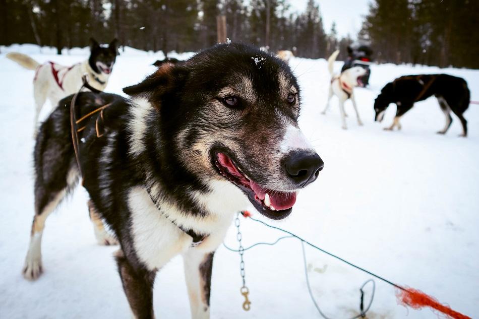 cute black and white husky in Lapland, Finland