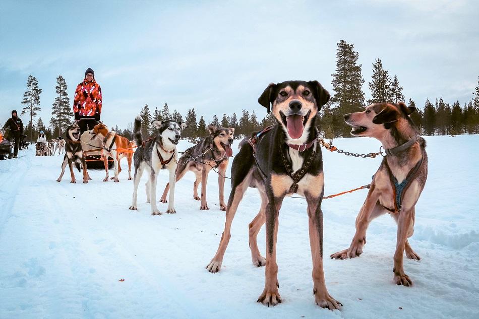 Huskies pulling a sled with a girl in Lapland, Finland