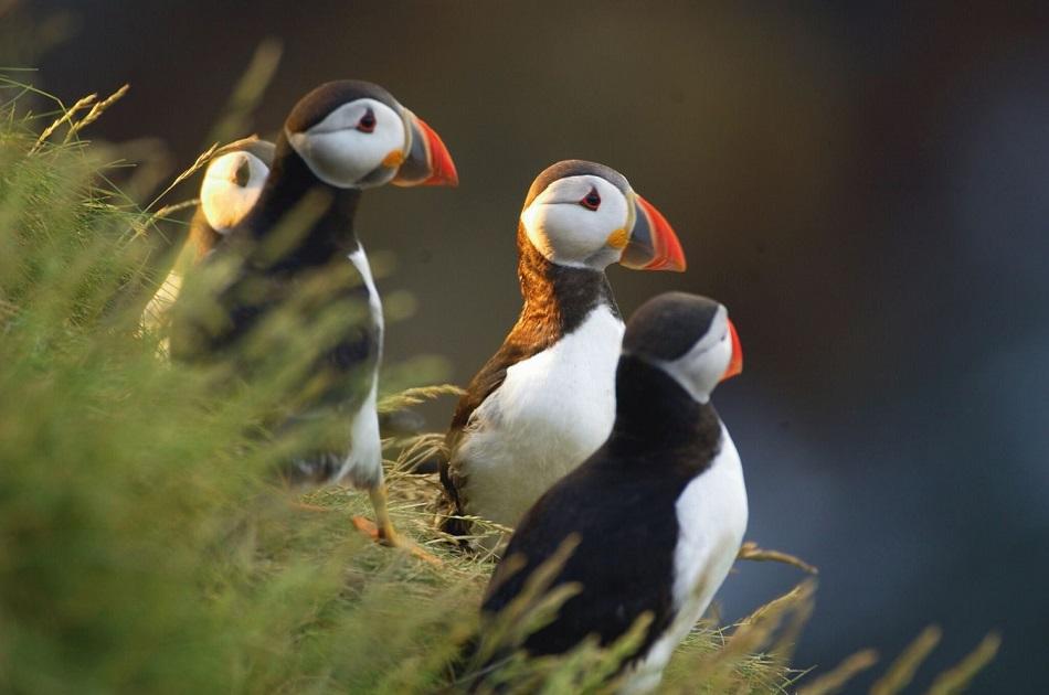 puffins Iceland