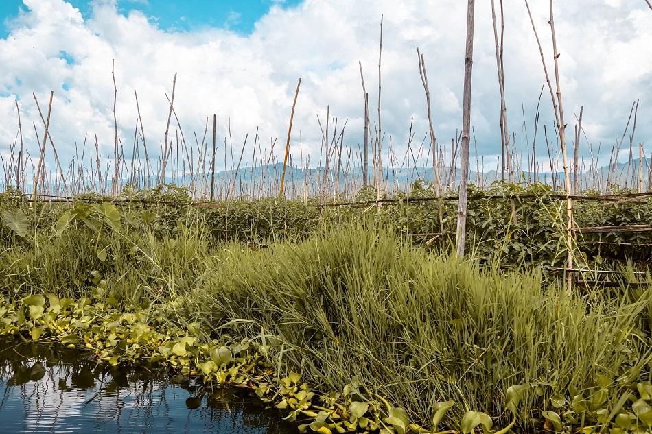 Inle Lake floating tomato gardens
