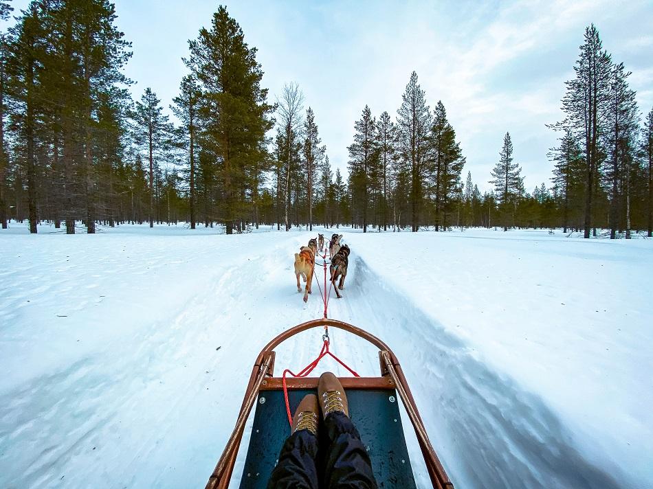 huskies pulling a sled in snow in Lapland, Finland