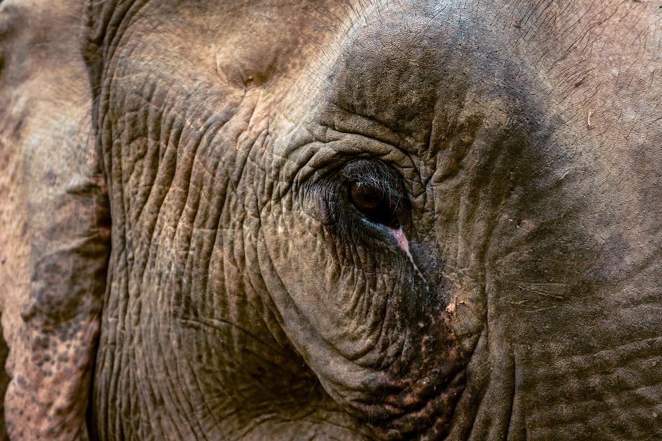 Elephant eye at Mandalao Elephant Sanctuary, Luang Prabang, Laos