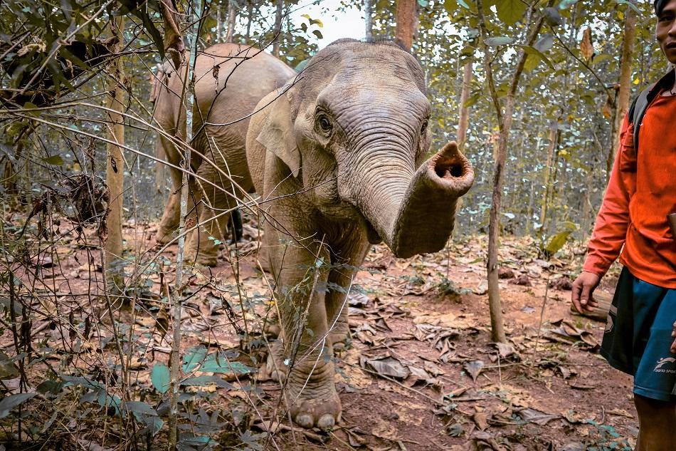 Mr Kit at Mandalao Elephant Sanctuary, Luang Prabang, Laos