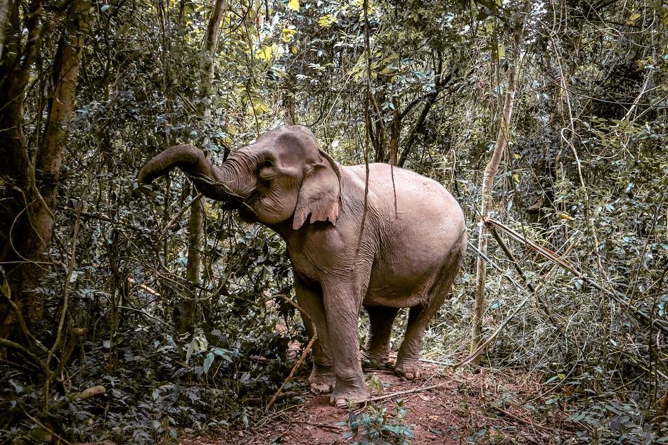 Elephant in the wild at Mandalao Elephant Sanctuary, Luang Prabang, Laos