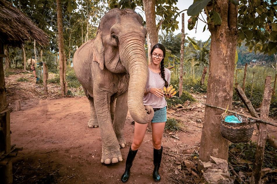 Feeding bananas to an elephant at the Mandalao Elephant Sanctuary, Luang Prabang