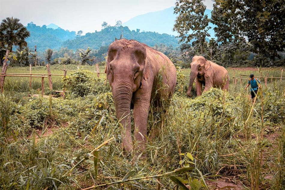 Mandalao Elephant Sanctuary, Luang Prabang, Laos