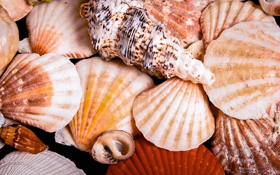 Marelle Seashell Museum Siquijor