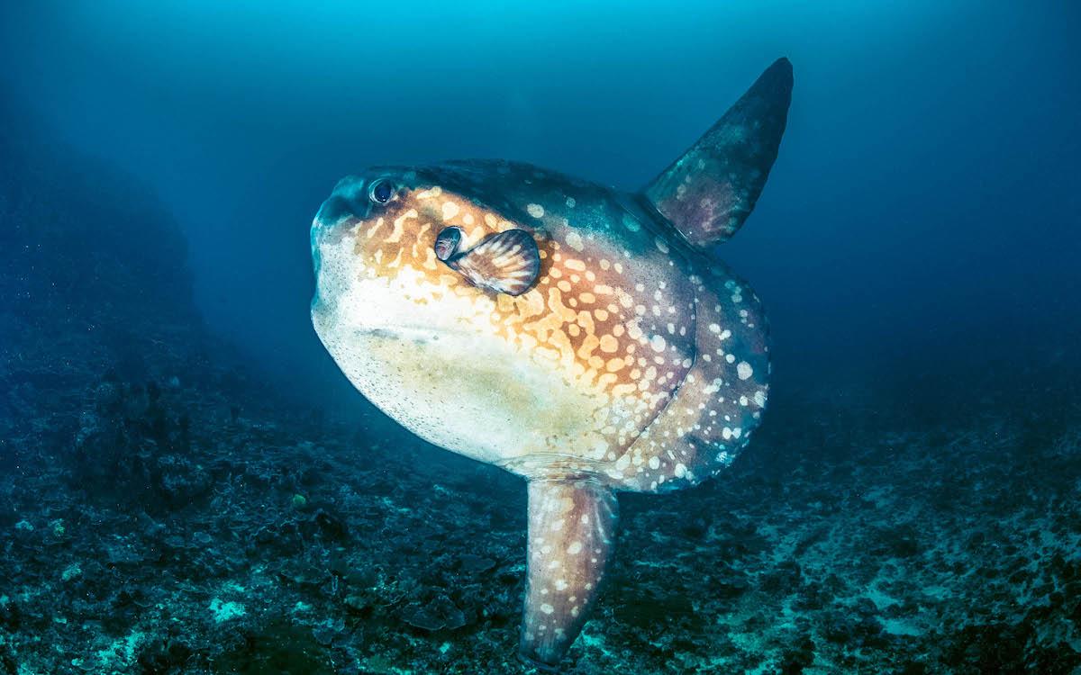 things to do nusa penida, nusa penida tourist attractions, tourist spots nusa penida, places to see nusa penida, must-see nusa penida, nusa penida places to visit