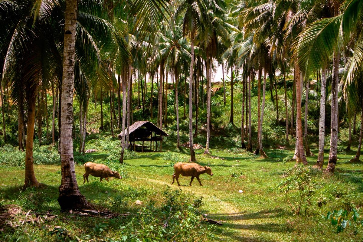 Siargao Palm Tree Lookout, Siargao Coconut Tree viewpoint, palm trees Siargao, Siargao coconut tree Lookout