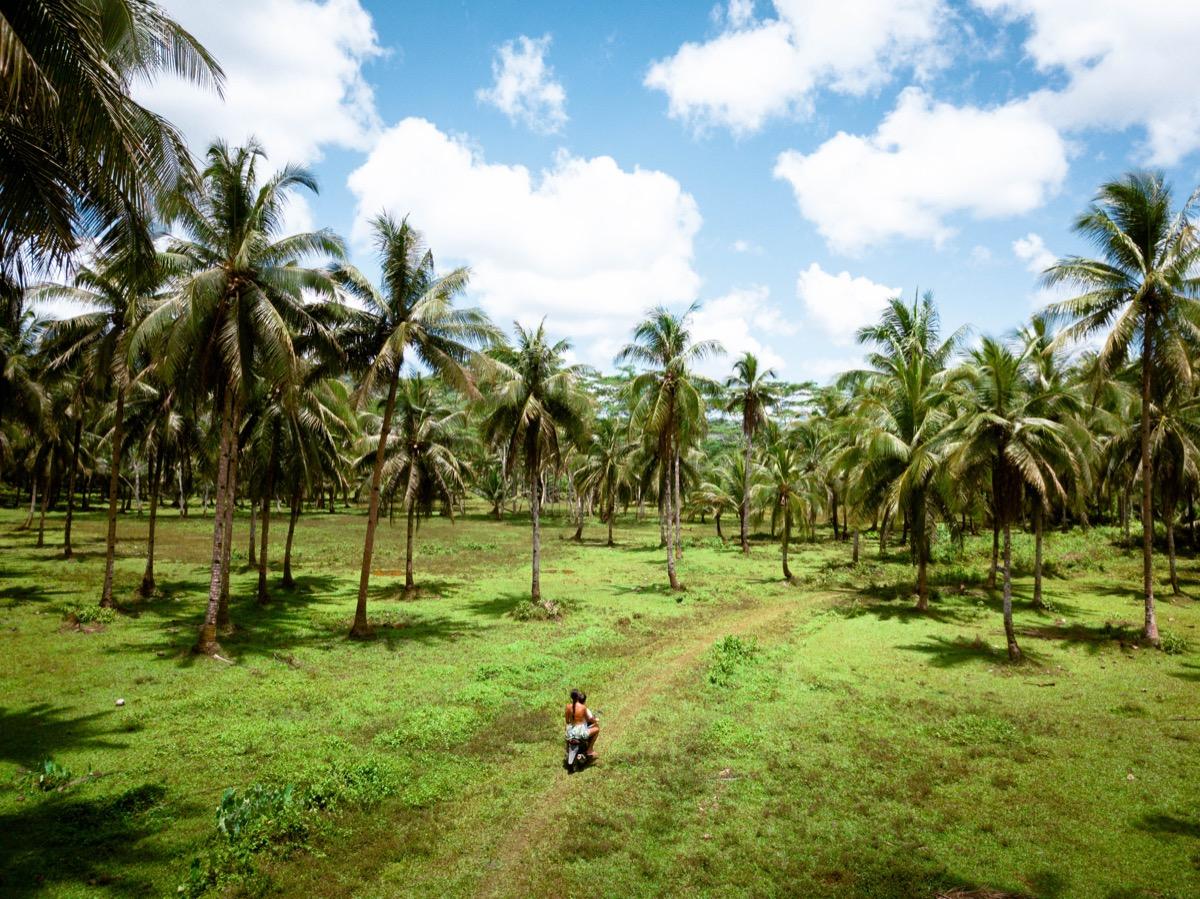 Siargao Palm Tree Lookout, Siargao Coconut Tree viewpoint, palm trees Siargao, Siargao coconut tree Lookout