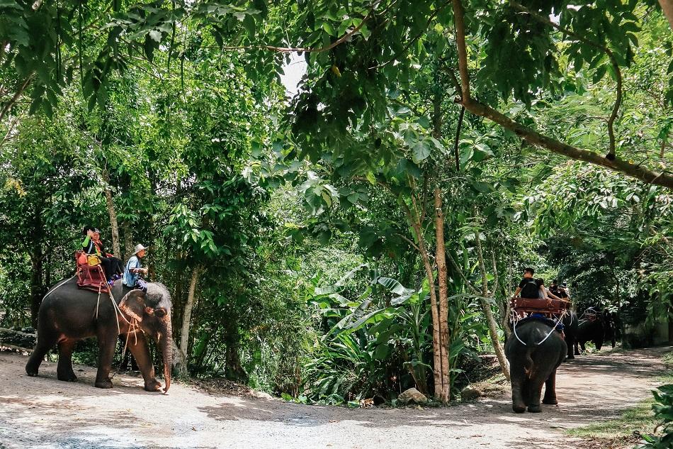 Na Muang Waterfall 2 Koh Samui elephants