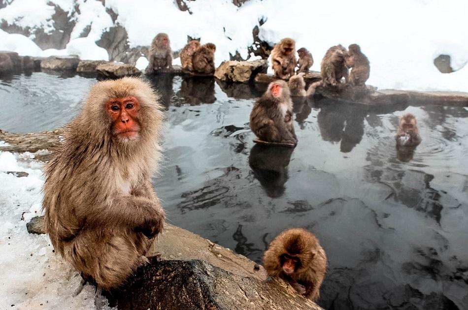 Nagano snow monkeys bathing