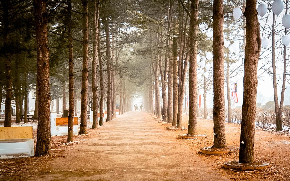 Nami Island tree alley in winter - things to do in South Korea in winter, South Korea winter activities, visiting South Korea in winter